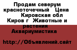 Продам северум красноточечный › Цена ­ 650 - Кировская обл., Киров г. Животные и растения » Аквариумистика   